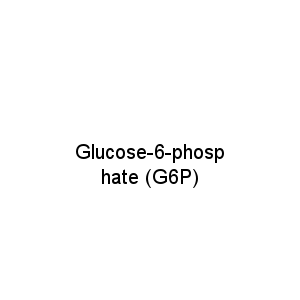 Glucose-6-phosphate (G6P)